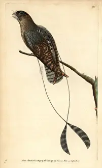 Nightjar Prints: Standard-winged nightjar, Macrodipteryx longipennis