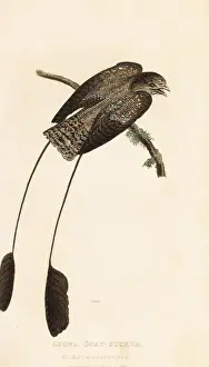 Griffith Prints: Standard-winged nightjar, Macrodipteryx longipennis