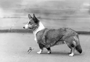 Images Dated 21st September 2018: STANDING CORGI 1937