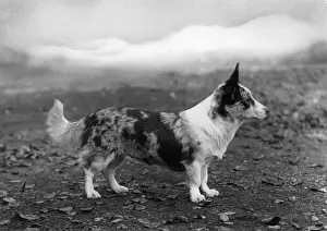 Corgi Prints: STANDING DOG