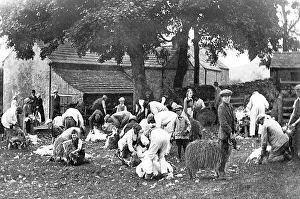 Shearing Prints: Stanhope sheep shearing early 1900s
