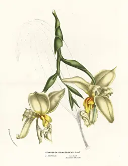Graveolens Prints: Stanhopea graveolens orchid