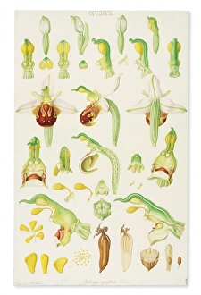 Francis Bauer Gallery: Stanhopea insignis, orchid