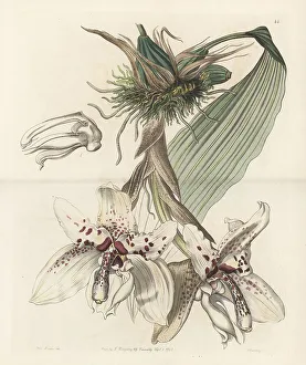 Stanhopea martiana orchid
