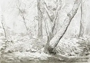 Wood Land Prints: Stanmore Common woodland