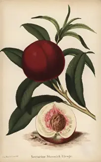 Walter Prints: Stanwick Elruge nectarine, Prunus persica cultivar