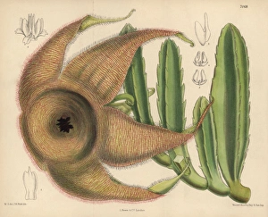 Stapelia gigantea, giant carrion flower Stapelia gigantea, giant carrion flower