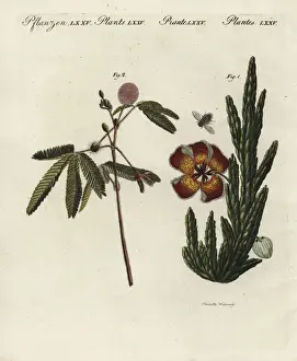 Succulent Prints: Stapelia and sensitive plant