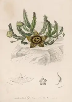 Stapelia Prints: Stapelia Variegata