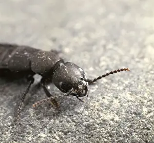 Macquitty Prints: Staphylinus olens, devils coach horse beetle