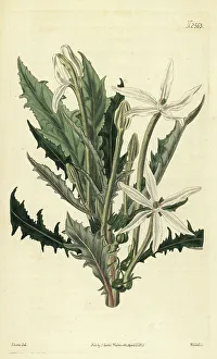 Palmer Prints: Star of Bethlehem, Hippobroma longiflora