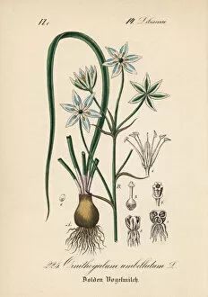 Lily Gallery: Star of Bethlehem lily, Ornithogalum umbellatum