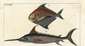 Star fish and swordfish