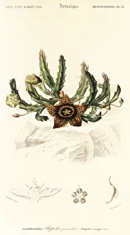 Star flower, Orbea variegata