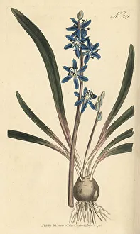 Stephen Couchman Prints: Star hyacinth, Scilla amoena