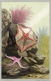 Two Starfish / 1856