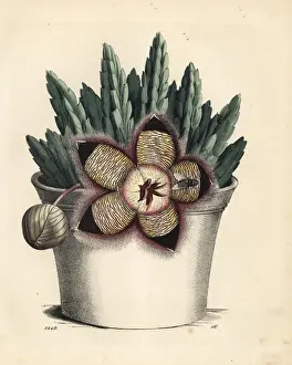 Starfish cactus, Orbea variegata