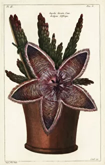 Starfish flower or carrion plant, Stapelia hirsuta