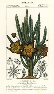 Starfish flower or carrion plant, Stapelia hirsuta