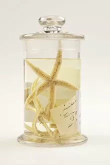 Starfish, Luidia scotti