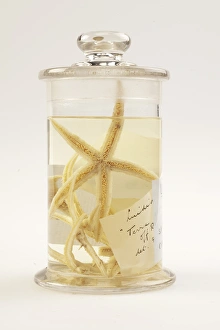 Images Dated 11th October 2010: Starfish, Luidia scotti