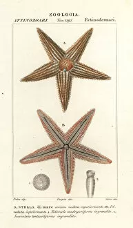 Starfish or sea star, Asterias rubens