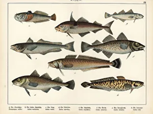 Ichthyology Prints: Stargazer, hake, ling, cod, haddock and burbot