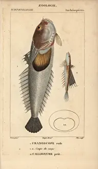 Hippolyte Prints: Stargazer, Uranoscopus scaber and dragonet, Callionymus lyra