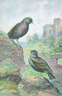 Starlings British Birds Watercolour painting