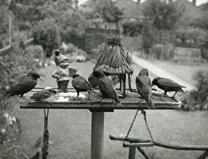 Pecking Prints: Starlings Feeding
