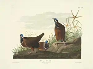 Galliformes Prints: Starnoenas cyanocephala, blue-headed quail dove