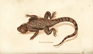 Amphibia Collection: Starred agama, Stellagama stellio