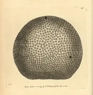 Starry Prints: Starry globe madrepore coral, Madrepora