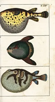 Encyclopedia Gallery: Starry globefish, white-spotted puffer and sun fish