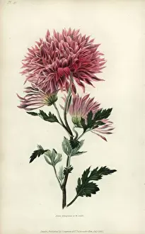 Richardmorris Prints: Starry purple Chinese chrysanthemum