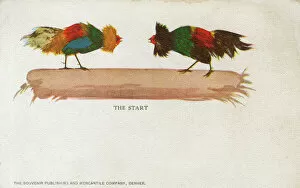 Start of a Cock Fight