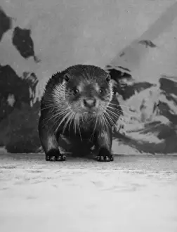 Startled Prints: Startled Otter