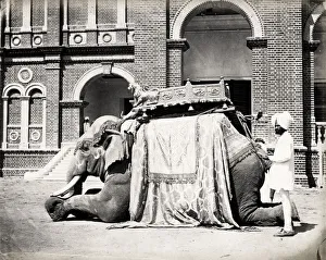 State Elephant of Baroda, India
