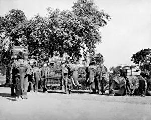 State Elephants of the Viceroy, India