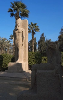 Images Dated 18th November 2003: Statue of Pharaoh Ramses II. Memphis. Egypt