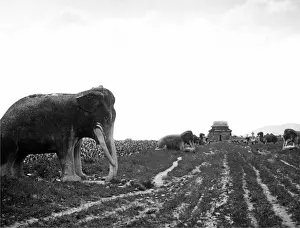 Tusk Prints: Statues on the road to Ming Tombs, Nanjing, China