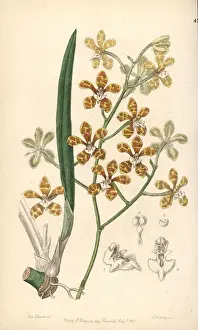 Staurochilus ionosmus orchid