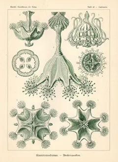 Glitsch Gallery: Staurozoa or stalked jellyfish