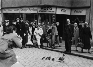 Images Dated 21st March 2016: Stavanger, Norway - A family of ducks get a police escort
