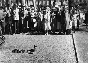 Images Dated 21st March 2016: Stavanger, Norway - A family of ducks get a police escort