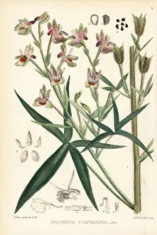 Delphinium Prints: Stavesacre or lice-bane, Delphinium staphisagria
