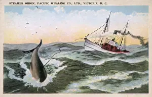 Columbia Prints: Steamer Orion - Pacific Whaling Company, Victoria, B. C