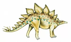 Eurypoda Collection: Stegosaurus
