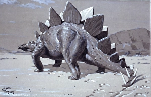 Stegosaurus