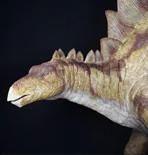 Stegosaurus